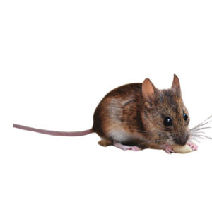 mice pest control